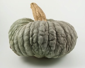 Foto: http://blog.portanatura.it/prodotti/labc-della-zucca-le-zucche-mantovana-marina-di-chioggia-e-potiron/