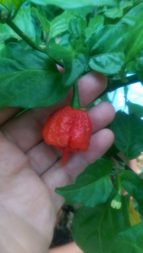 Carolina Reaper