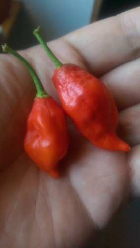 Naga Morich