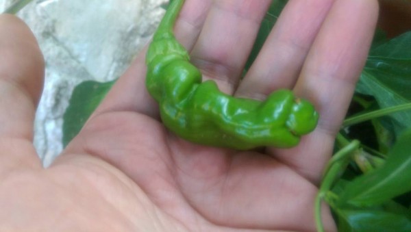 Peter's Pepper