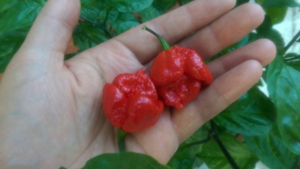 Trinidad Moruga Scorpion